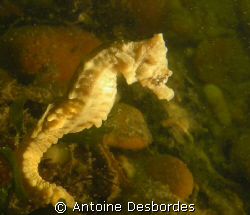 Juvenile seahorse in South west of France by Antoine Desbordes 